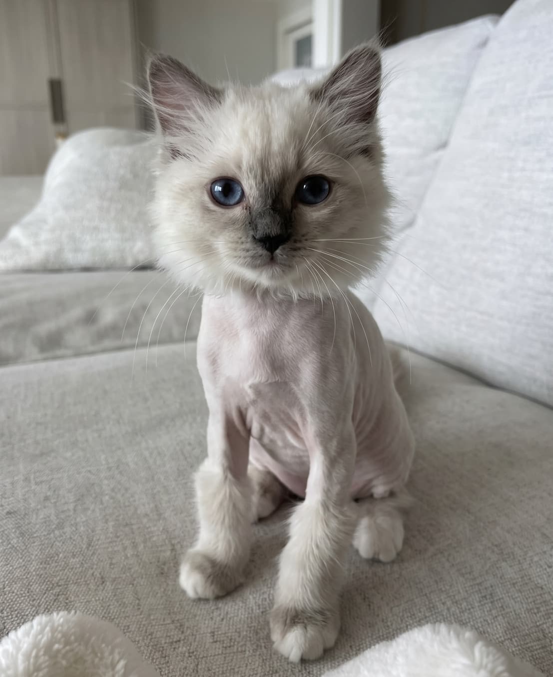 Result — Shaved Pet